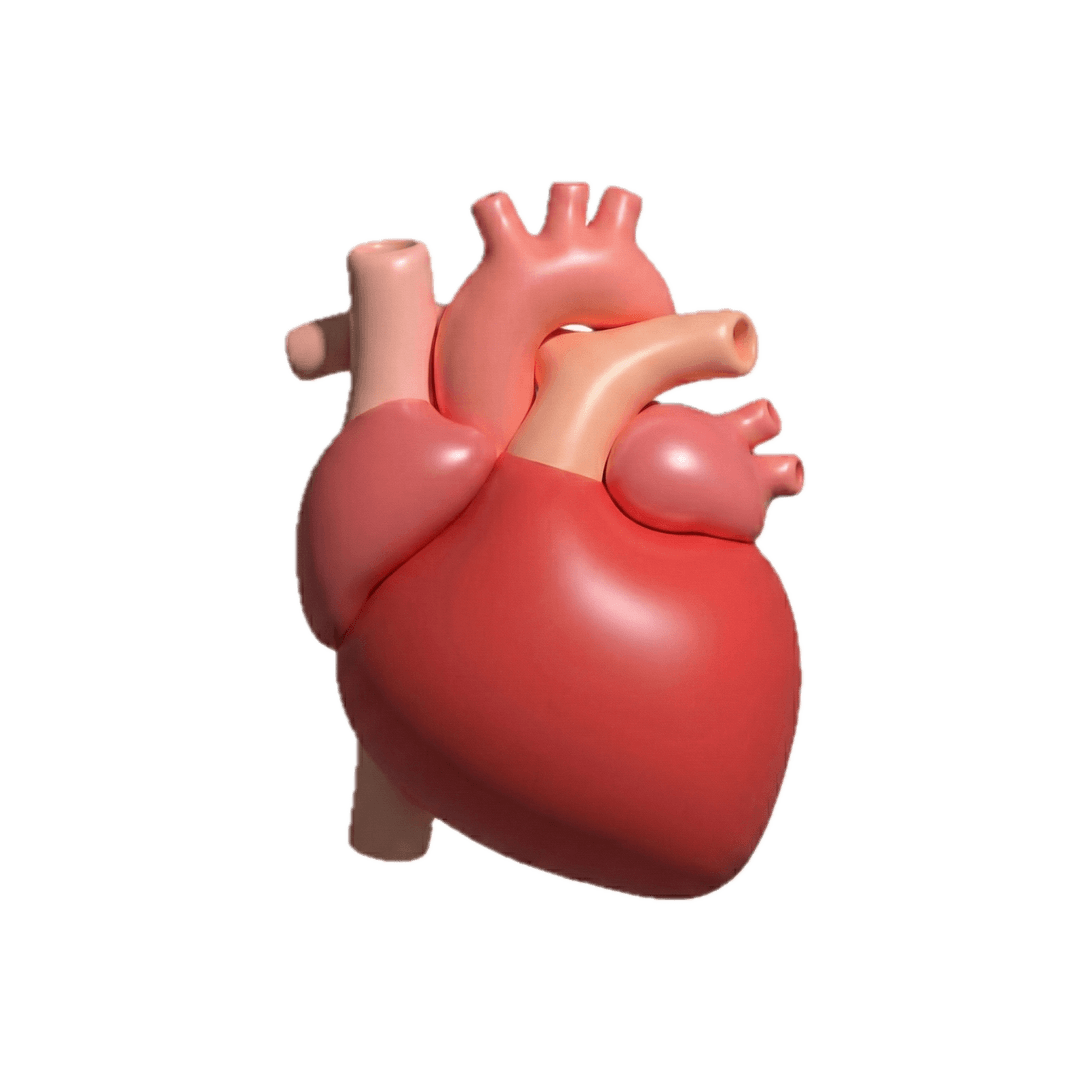 Heart